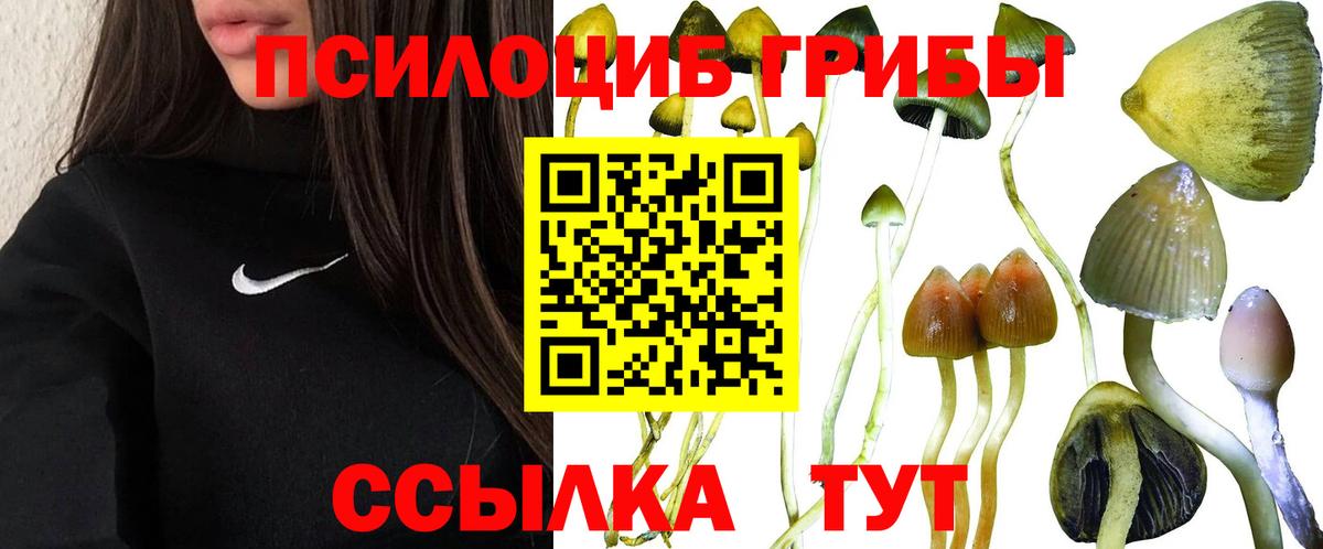 Алатырь  Псилоцибиновые грибы Cubensis  Вход с VPN 